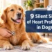 9 Silent Signs of Heart Problems in Dogs Most Owners Miss