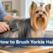 How to Brush Yorkie Hair: The 7-Minute Routine That Prevents Painful Mats