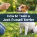 How to Train a Jack Russell Terrier: 7 Tricks That Actually Work on Stubborn Jacks