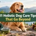 11 Holistic Dog Care Tips That Go Beyond Food & Supplements