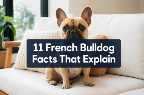 11 French Bulldog Facts That Explain Their Weirdest Habits