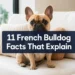11 French Bulldog Facts That Explain Their Weirdest Habits