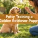 Potty Training a Golden Retriever Puppy: The 7-Day Routine That Makes It So Much Easier