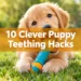 10 Clever Puppy Teething Hacks for a Bitey Puppy Who Chews Literally Everything