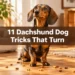 11 Dachshund Dog Tricks That Turn Stubborn Sausage Dogs Into Little Show-Offs